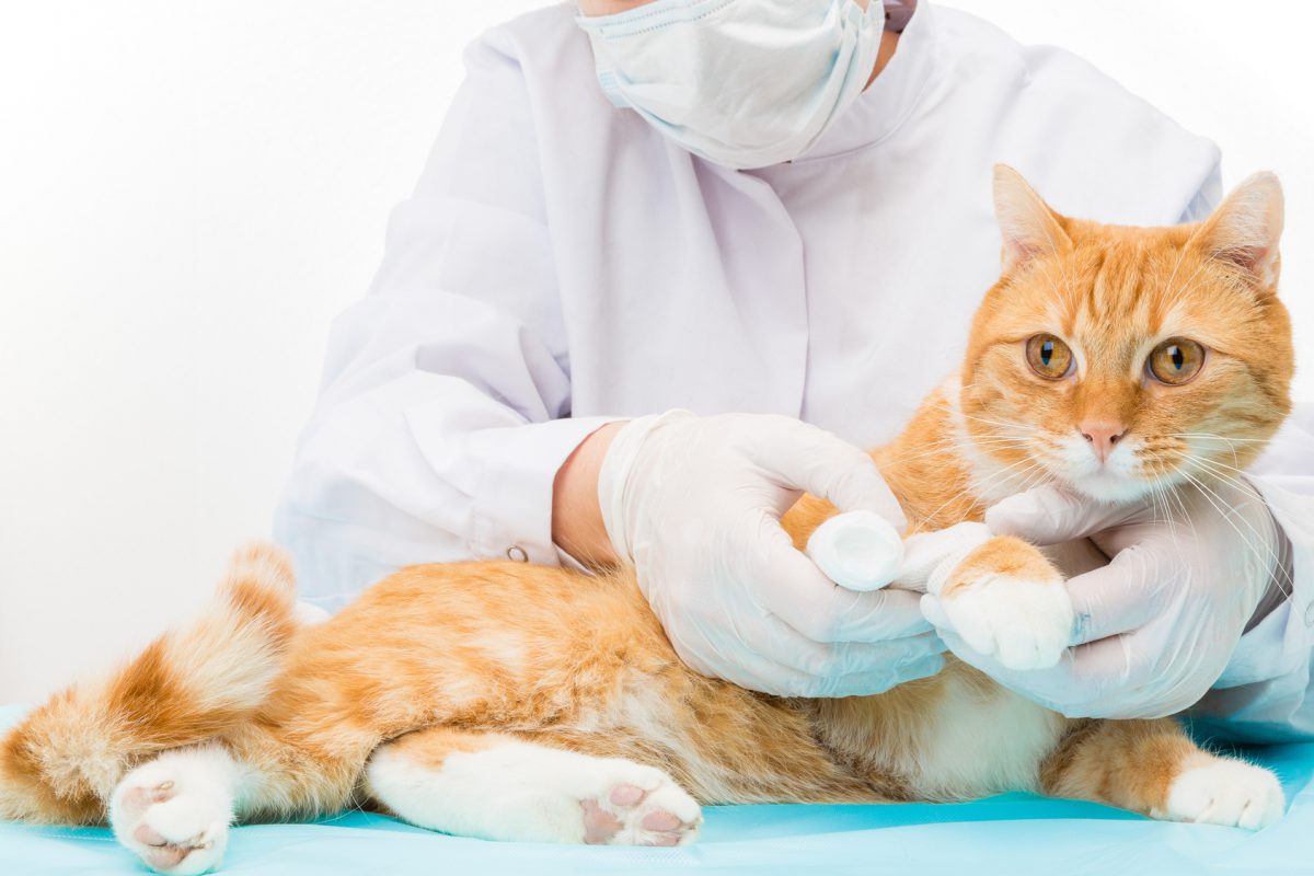 Tiermedizinischer Fachangestellter (früher Tierarzthelfer) Ausbildung