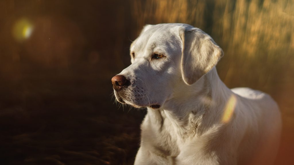 Hessen Tierquäler schlägt auf Hund ein! Heimarbeit.de √