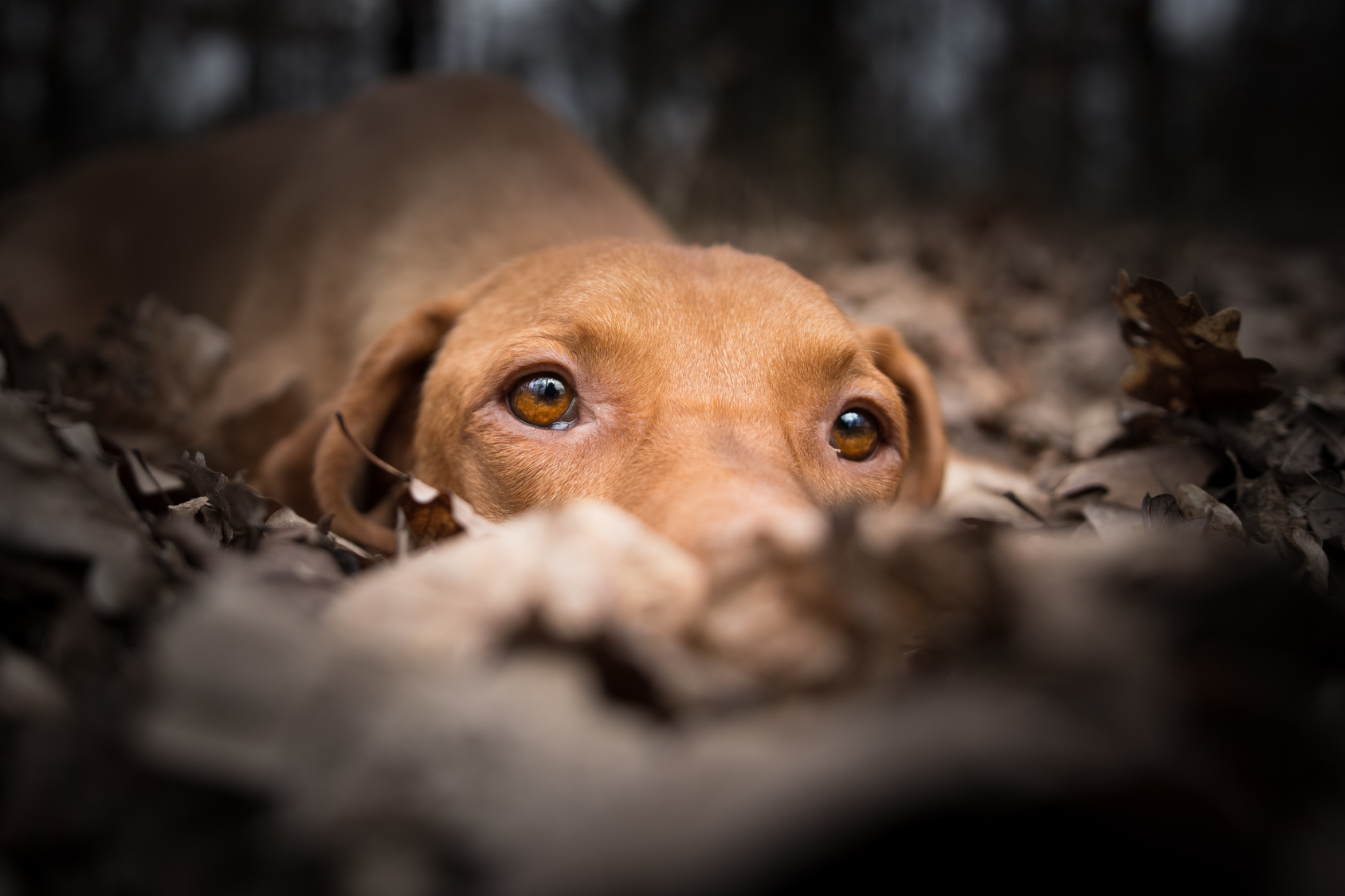 Tierquälerei Hund mit Heißkleber übel zugerichtet! Heimarbeit.de √